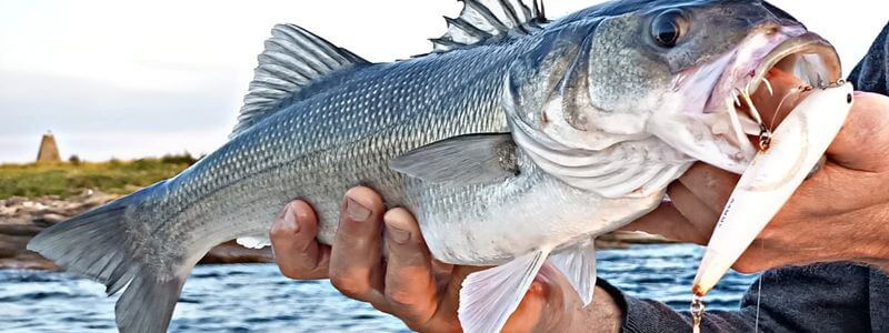 une canne à pêche tenryu pour le bar